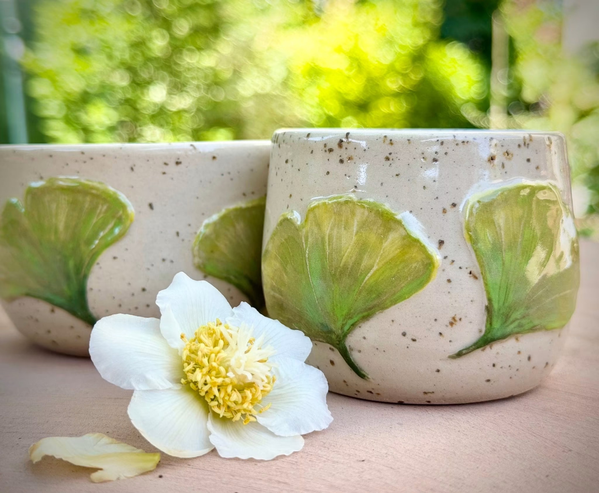 Ginkgo cups in natural light